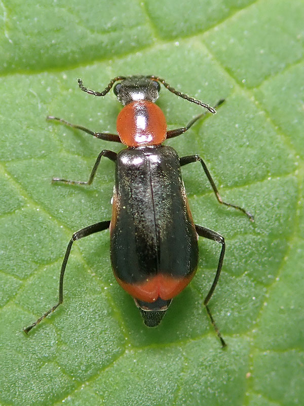 Malachidae: Attalus minimus? S, femmina.